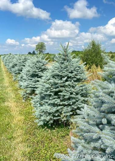 Colorado Spruce - Fat Albert