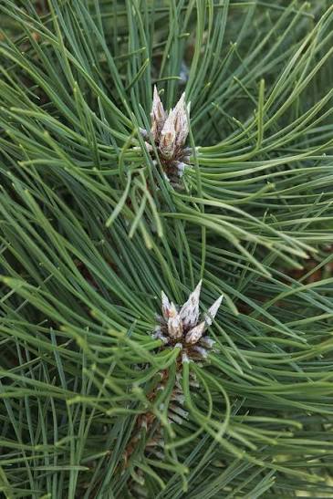 Austrian Pines #20