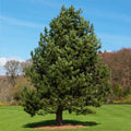 Austrian Pines #20