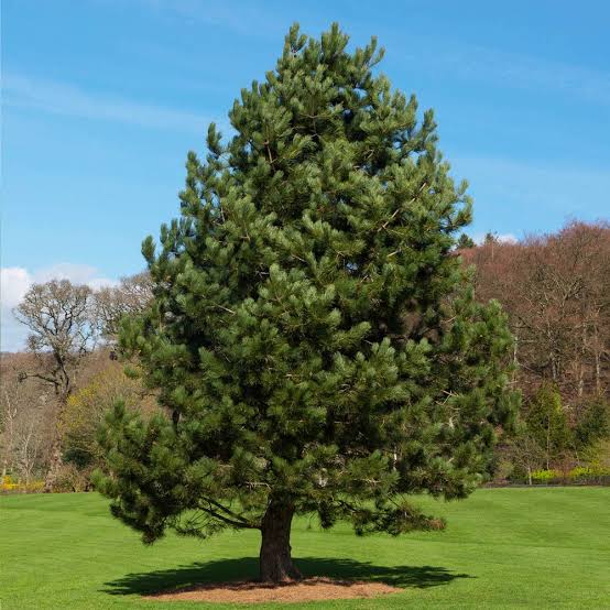 Austrian Pines #20
