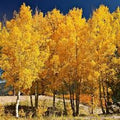 Aspen #5