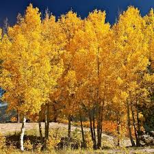 Aspen #5
