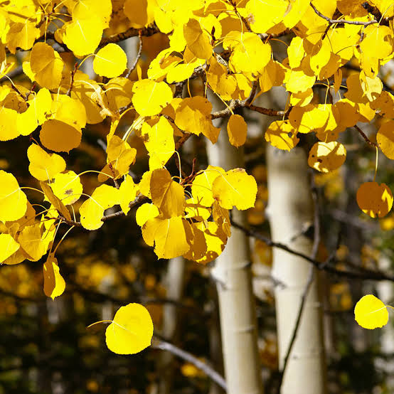 Aspen #5