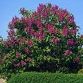 Lilac Charles Jolly #5