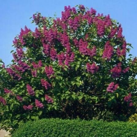 Lilac Charles Jolly #5