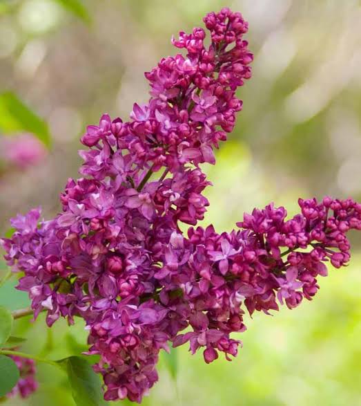 Lilac Charles Jolly #5