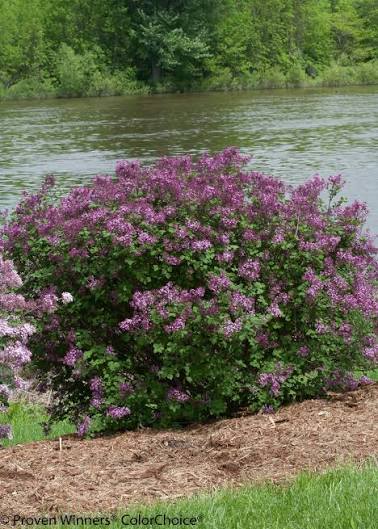Lilac Bloomerang Dark Purple #3