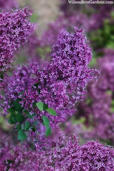 Lilac Bloomerang Dark Purple #3