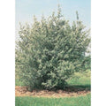 Buffaloberry Silver #1