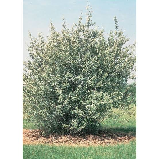 Buffaloberry Silver #1