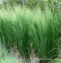 Grass,Switch Northwind