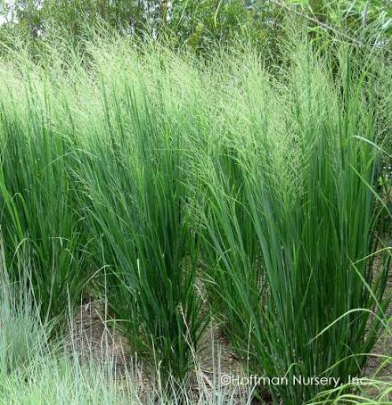 Grass,Switch Northwind