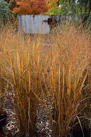 Grass,Switch Northwind