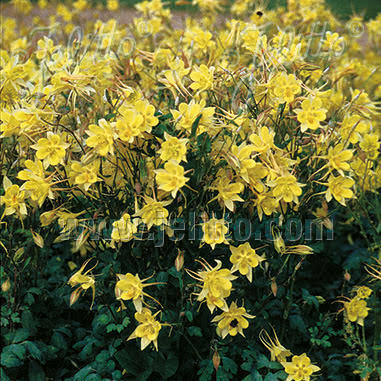 Columbine Denver Gold #1