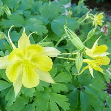Columbine Denver Gold #1