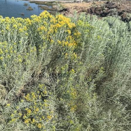 Rabbitbrush Dwarf Blue #5
