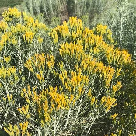 Rabbitbrush Dwarf Blue #5