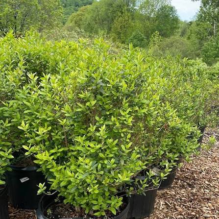 Privet Lodense #5