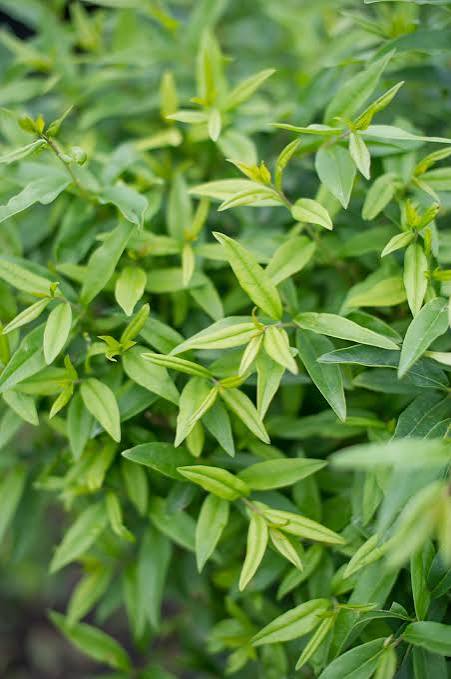 Privet Lodense #5