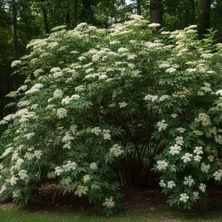 Adams Elderberry #5