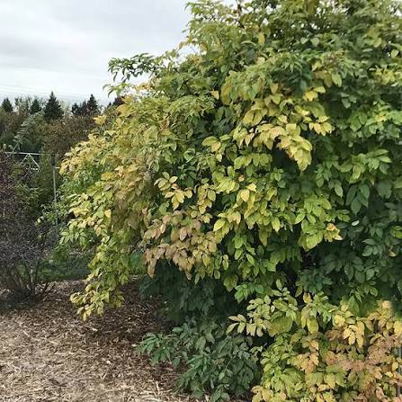 Adams Elderberry #5
