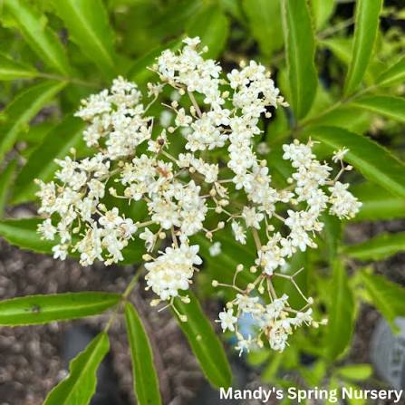 Adams Elderberry #5