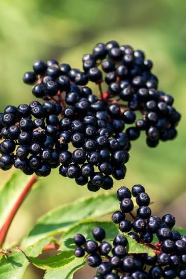 Adams Elderberry #5