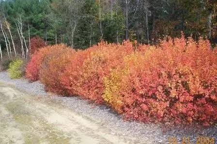 Fragrant Sumac #5