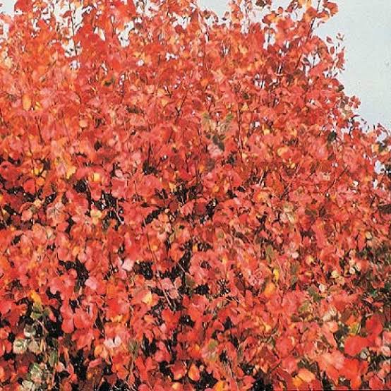 Fragrant Sumac #5