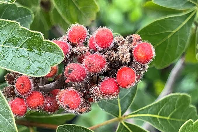 Fragrant Sumac #5