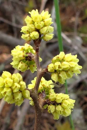 Fragrant Sumac #5