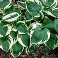 Hosta, Patriot #1