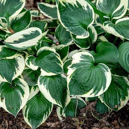 Hosta, Patriot #1