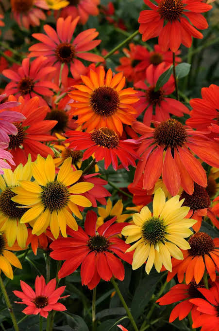 Coneflower, Cheyenne Spirit, #1