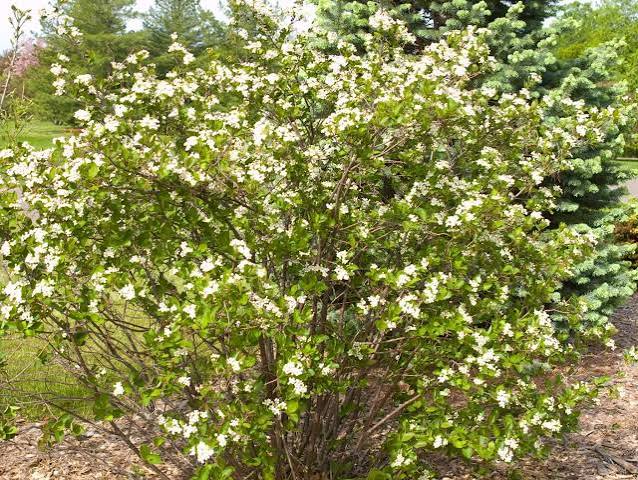Chokeberry Autumn Magic