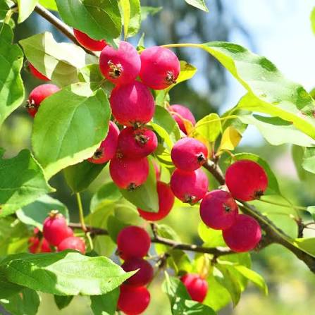 Dolgo Crabapple #5