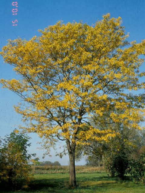 Northern Acclaim® Honeylocust