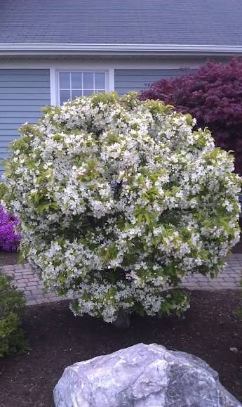 Cinderella Crabapple #7 4' standard