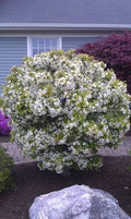 Cinderella Crabapple #7 4' standard