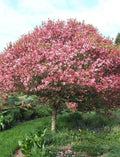 Coralburst® Crabapple VC #7 4' standard