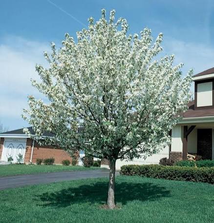 Snowdrift Crabapple #7 1"