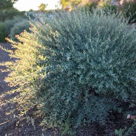 Dwarf Arctic Willow #2 Shrub