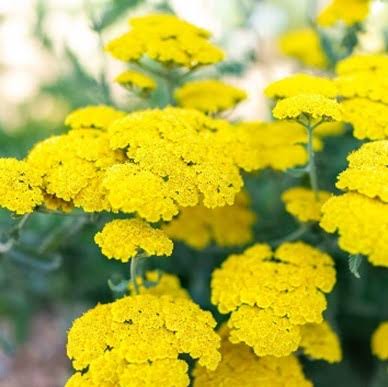 Moonshine Yarrow #1