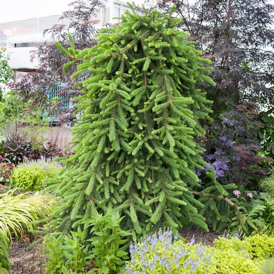 Weeping Norway Spruce #7 4'-5'