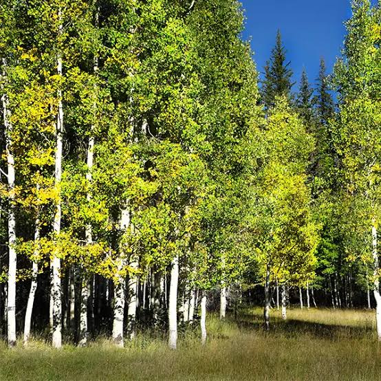 Summer Shimmer® Aspen #2
