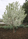 Starlite Crabapple VC #15 1½"