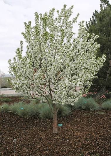 Starlite Crabapple VC #15 1½"