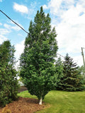 Birch, Dakota Pinnacle, #5