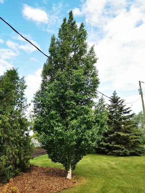 Birch, Dakota Pinnacle, #5