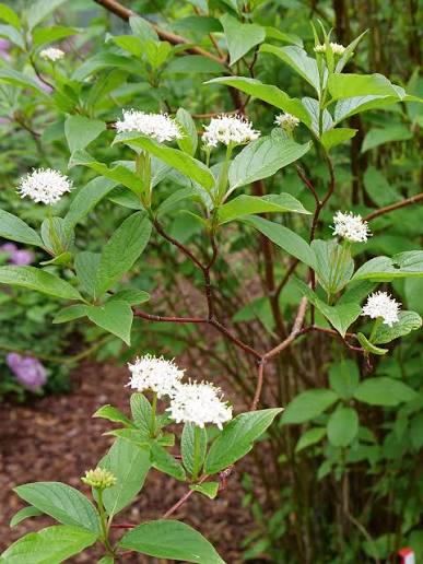 Arctic Fire Red Dogwood #5